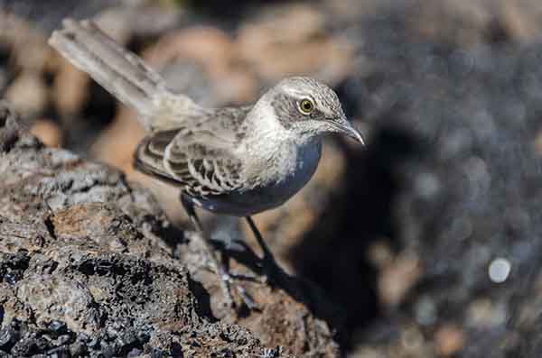Cucuve de Galápagos - isla Isabela - islas Galápagos - Ecuador.jpg
